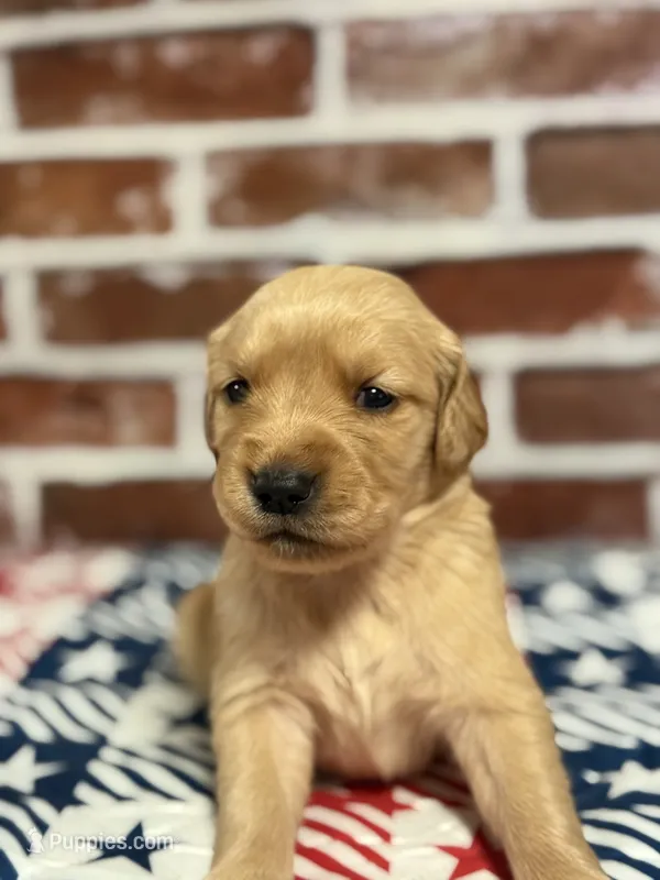 Girl5a – Golden Retriever puppy for sale in Cecilia, KY
