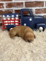 Boy8a, a male Golden Retriever for sale in Cecilia, KY – 1 of 2