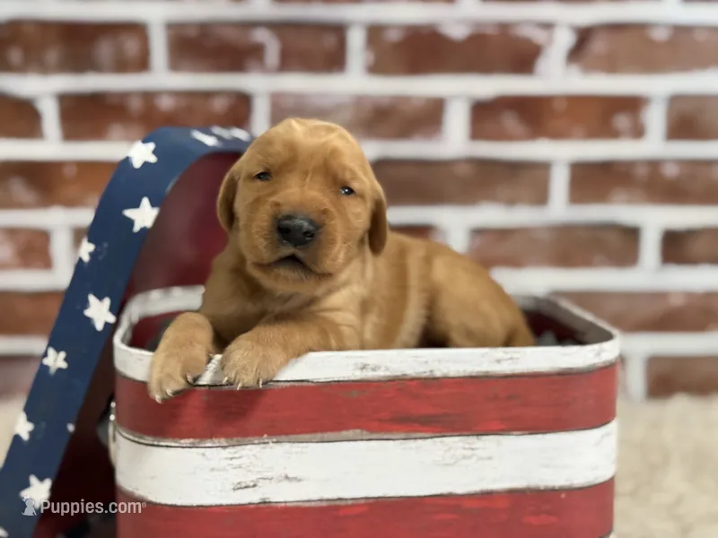 Girl1a – Golden Retriever puppy for sale in Cecilia, KY
