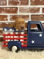 Girl2a, a female Golden Retriever for sale in Cecilia, KY – 2 of 2