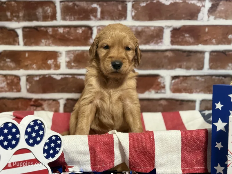 Girl1a – Golden Retriever puppy for sale in Cecilia, KY