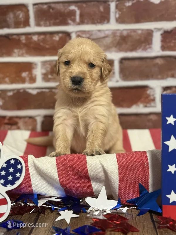 Boy2a – Golden Retriever puppy for sale in Cecilia, KY