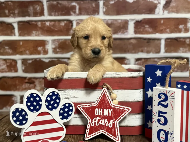 Girl5a – Golden Retriever puppy for sale in Cecilia, KY