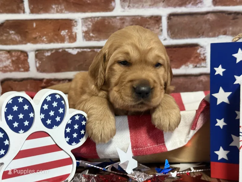 Girl2 – Golden Retriever puppy for sale in Cecilia, KY
