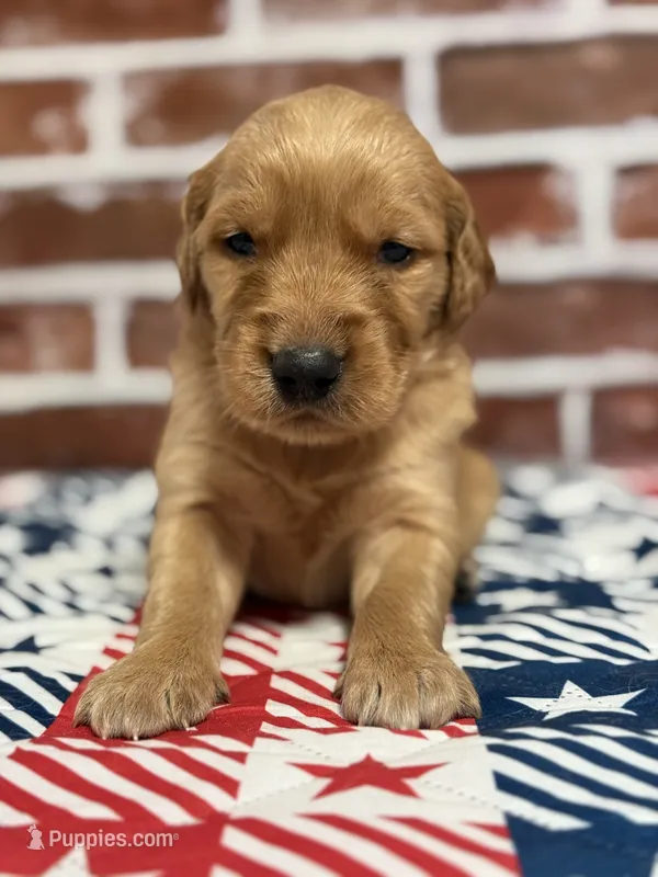 Boy8a – Golden Retriever puppy for sale in Cecilia, KY