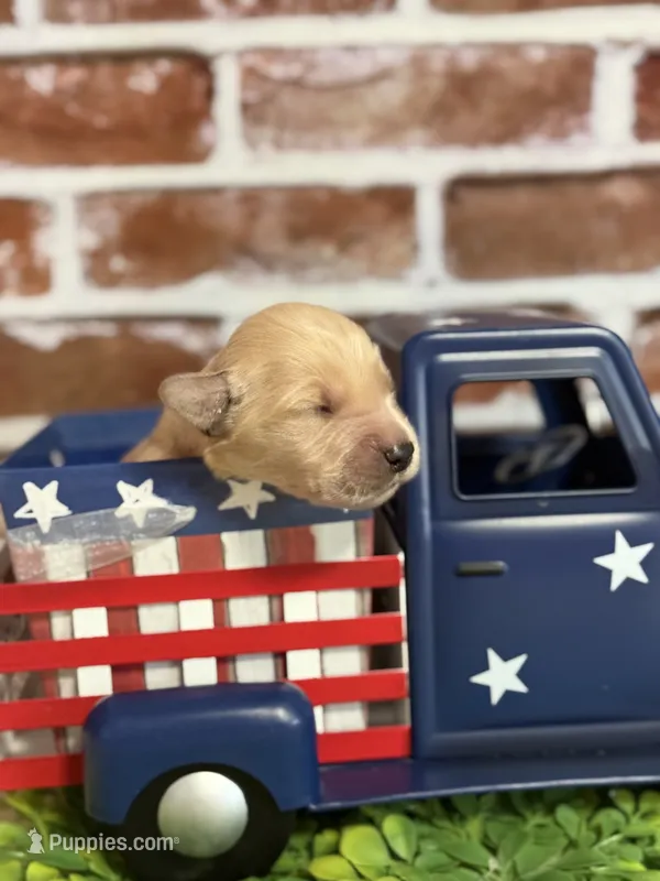 Boy6a – Golden Retriever puppy for sale in Cecilia, KY