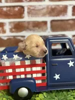 Boy6a, a male Golden Retriever for sale in Cecilia, KY – 1 of 2