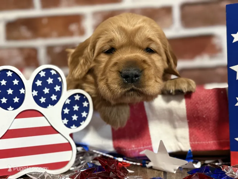Girl3 – Golden Retriever puppy for sale in Cecilia, KY