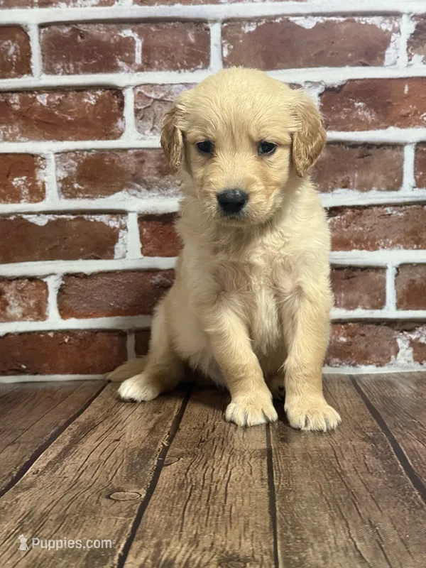 Lime collar – Golden Retriever puppy for sale in Cecilia, KY