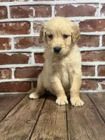 Lime collar, a male Golden Retriever for sale in Cecilia, KY – 1 of 4