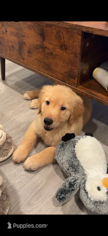 Mochi  – Golden Retriever puppy for sale in San Leandro, CA