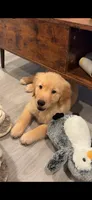 Mochi , a female Golden Retriever for sale in San Leandro, CA – 1 of 2