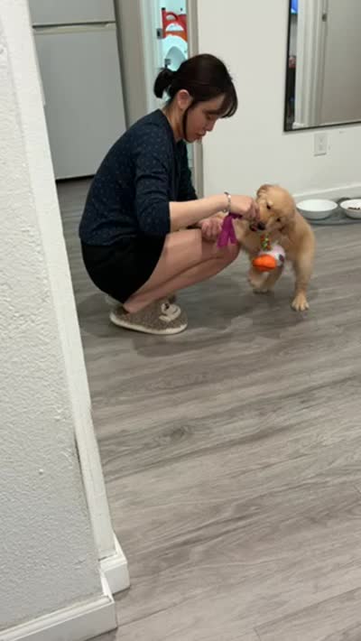 Mochi , a female Golden Retriever for sale in San Leandro, CA – 2 of 2