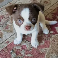 Tubby, a male Chihuahua for sale in Glendale, AZ – 3 of 9