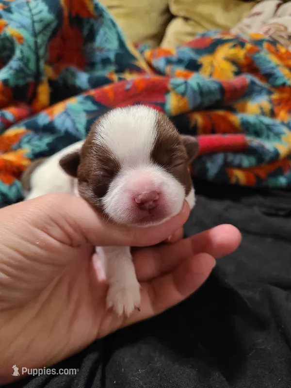 Cinco – Chihuahua puppy for sale in Glendale, AZ