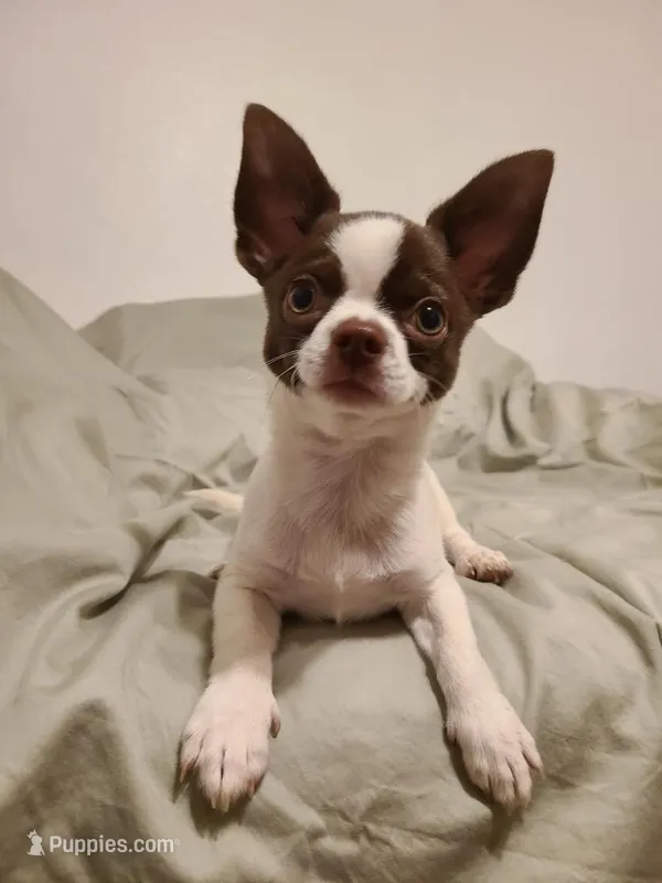 Tubby – Chihuahua puppy for sale in Glendale, AZ