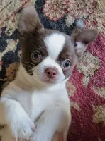 Tubby, a male Chihuahua for sale in Glendale, AZ – 8 of 9