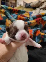 Cinco, a male Chihuahua for sale in Glendale, AZ – 3 of 6