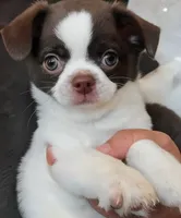 Tubby, a male Chihuahua for sale in Glendale, AZ – 5 of 9