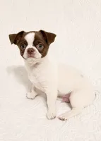 Tubby, a male Chihuahua for sale in Glendale, AZ – 4 of 9