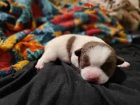 Cinco, a male Chihuahua for sale in Glendale, AZ – 6 of 6
