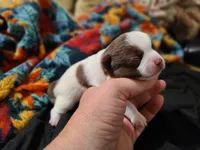 Cinco, a male Chihuahua for sale in Glendale, AZ – 5 of 6