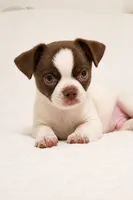 Tubby, a male Chihuahua for sale in Glendale, AZ – 1 of 9