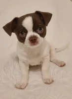 Tubby, a male Chihuahua for sale in Glendale, AZ – 6 of 9