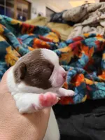 Cinco, a male Chihuahua for sale in Glendale, AZ – 2 of 6