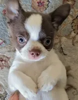 Tubby, a male Chihuahua for sale in Glendale, AZ – 2 of 9
