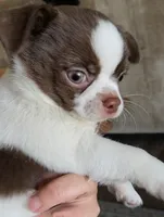 Tubby, a male Chihuahua for sale in Glendale, AZ – 7 of 9