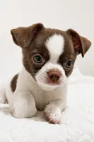 Tubby, a male Chihuahua for sale in Glendale, AZ – 9 of 9