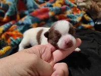 Cinco, a male Chihuahua for sale in Glendale, AZ – 4 of 6