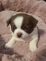 Tubby, a male Chihuahua for sale in Glendale, AZ – 1 of 1