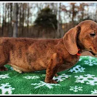 Tigger, a male Miniature Dachshund for sale in Mountain View, AR – Photo 3 of 8