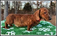 Tigger, a male Miniature Dachshund for sale in Mountain View, AR – Photo 3 of 8