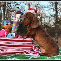 Tigger, a male Miniature Dachshund for sale in Mountain View, AR – Photo 8 of 8