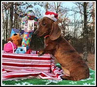 Tigger, a male Miniature Dachshund for sale in Mountain View, AR – Photo 8 of 8