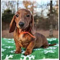 Tigger, a male Miniature Dachshund for sale in Mountain View, AR – Photo 1 of 8