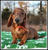 Tigger, a male Miniature Dachshund for sale in Mountain View, AR – Photo 1 of 8