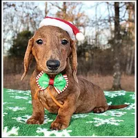 Tigger, a male Miniature Dachshund for sale in Mountain View, AR – Photo 2 of 8