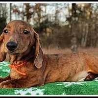 Tigger, a male Miniature Dachshund for sale in Mountain View, AR – Photo 5 of 8