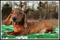 Tigger, a male Miniature Dachshund for sale in Mountain View, AR – Photo 5 of 8