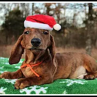 Tigger, a male Miniature Dachshund for sale in Mountain View, AR – Photo 6 of 8