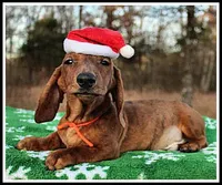 Tigger, a male Miniature Dachshund for sale in Mountain View, AR – Photo 6 of 8