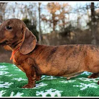 Tigger, a male Miniature Dachshund for sale in Mountain View, AR – Photo 4 of 8