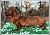 Tigger, a male Miniature Dachshund for sale in Mountain View, AR – Photo 4 of 8
