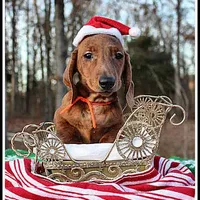 Tigger, a male Miniature Dachshund for sale in Mountain View, AR – Photo 7 of 8