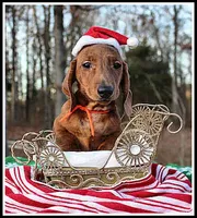 Tigger, a male Miniature Dachshund for sale in Mountain View, AR – Photo 7 of 8