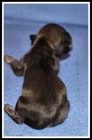 Delilah's Shaded Cream Female, a female Miniature Dachshund for sale in Mountain View, AR – Photo 4 of 6